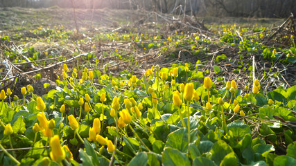 spring yellow flowers