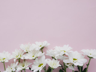 Fototapeta na wymiar Composition of white chamomile chrysanthemum flowers on a color background, top view, creative flat layout. 
