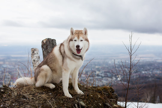 Image of fluffy beige and white Siberian husky dog sitting on a mountain on the background of forest and city. Portrait of free and beautiful dog observing natural landscape on a cloudy day