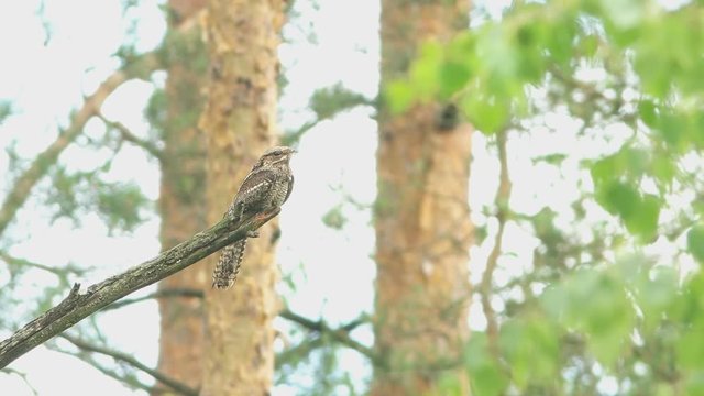 European nightjar (Caprimulgus europaeus) sits on a branch during in day