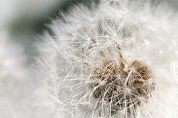 The floral spring background with an delicate air dandelion.
