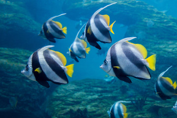 Coachman (Longfin bannerfish) swimming underwater with reef in background