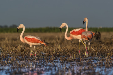 Flamingos, Patagonia Argentina