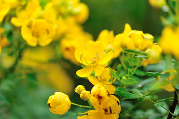 Blooming cassia surattensis flowers in spring