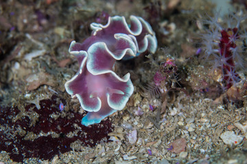 Frilled Nudibranch (Leminda millecra) closeup of sea snail on the reef
