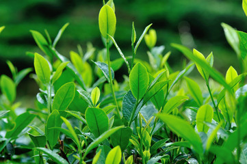 Fototapeta premium Green tea trees in spring, close up view