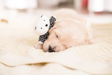 Cute golden retriever puppy sleeping with little teddy bear on the blanket