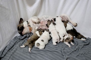 cucciolata di bulldog francese