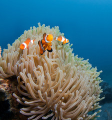 Clown fish and,anemone. 