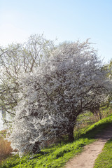 Spring landscape with blooming apple trees.