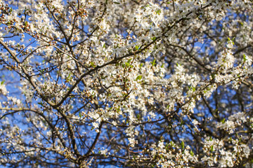 Bunches of appe tree blossom with white flowers against the blue sky background.