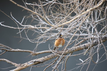 American Robin 2