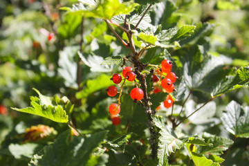 Red currant. Currant on a bush.