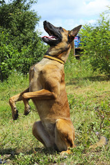 Dog Playing Outdoors. Full-length shot of a dog playing. Malinois Dog playing. Portrait of a Malinois dog playing in the park.