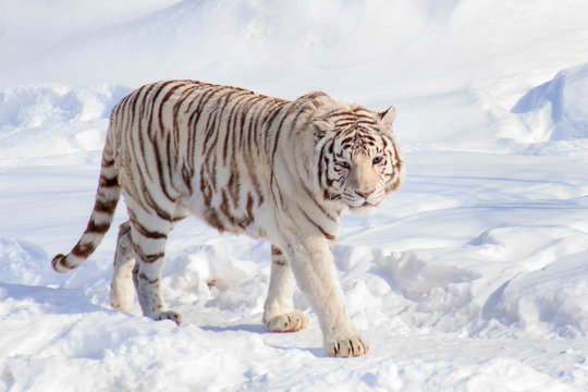 Wild white bengal tiger is looking into the camera.