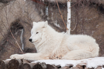 Obraz premium Wild alaskan tundra wolf is lying on wooden logs. Animals in wildlife.