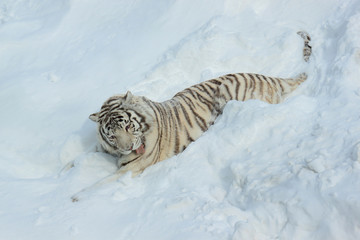 Fototapeta na wymiar Wild white bengal tiger is lying on white snow.