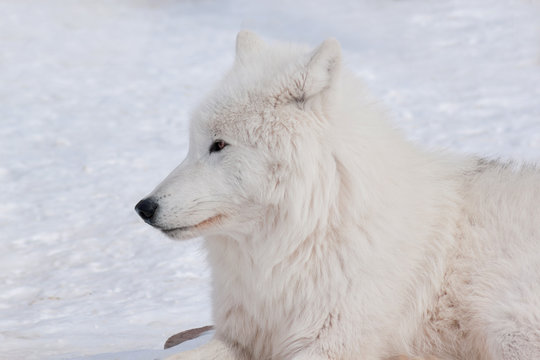 Wild alaskan tundra wolf close up. Canis lupus arctos. Polar wolf or white wolf.