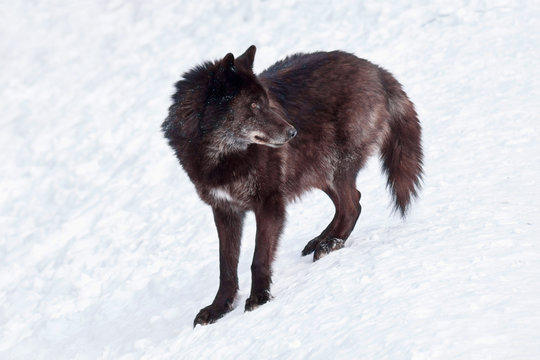 Large black canadian wolf is standing on white snow. Canis lupus pambasileus.