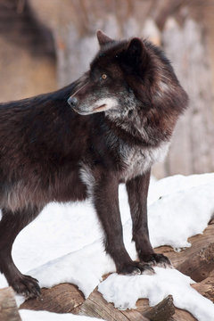 Wild black canadian wolf close up. Canis lupus pambasileus.