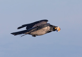 Hooded crow, Corvus cornix,