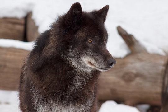 Wild black canadian wolf. Close up. Canis lupus pambasileus.
