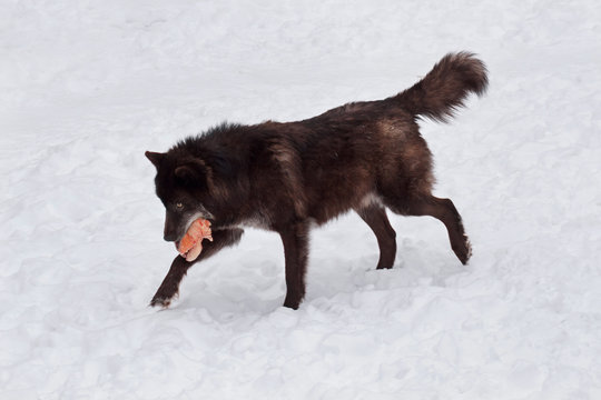 Wild black canadian wolf is running with a piece of meat. Canis lupus pambasileus.