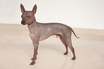 Cute american hairless terrier is standing on a mirror flooring.
