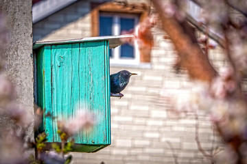 Starling in the birdhouse