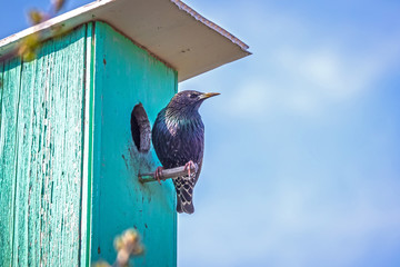 The Starling sits on the verde of the birdhouse