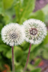 Dandelions. Flowers in the garden close up