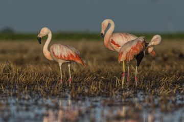 Flamingos, Patagonia Argentina