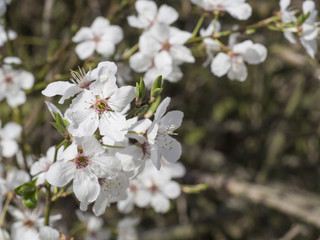 Obraz premium close up blooming white apple blossom flower branche, selective focus, natural dark bokeh background