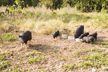 Baby wild pigs