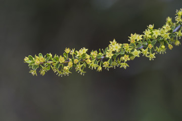 Yellow wild flower in Patagonia, Argentina