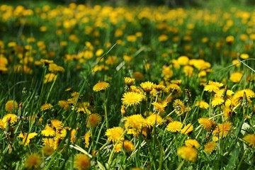 Wiese mit Löwenzahn