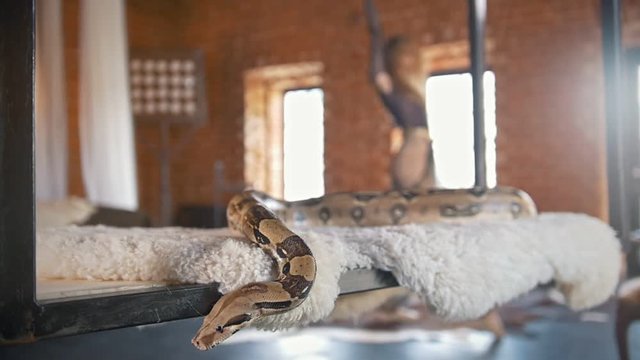 Young woman dances a belly dance in front of a snake in a studio