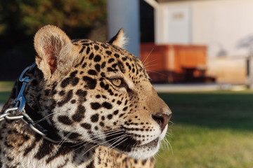 Jaguar in Nature