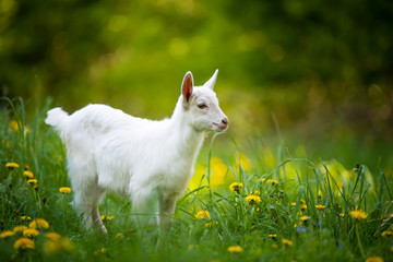 Goat on a pasture © byrdyak