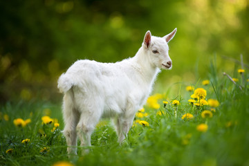 Obraz premium Goat on a pasture