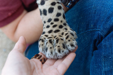 Jaguar in Nature