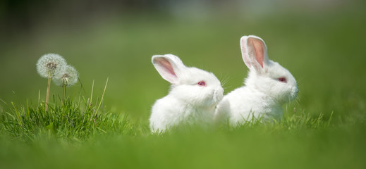 Baby white rabbit in grass