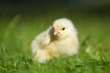 Little chicken on the grass