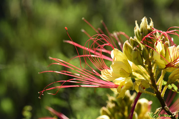 Wild flower in Patagonia, Argentina