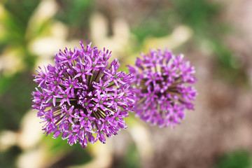 Bow. Allium. Violet bow. Garden.