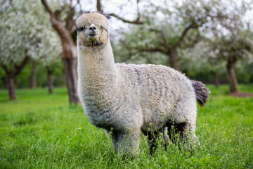 Adult Alpaca in the bosom of nature, South American mammal