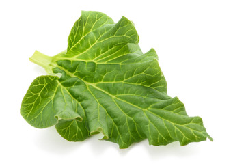 Fresh Rhubarb leaf