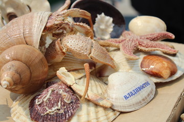 seashell