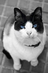 Black and white cat with blue eyes