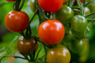 Small Tomatoes on the Vine